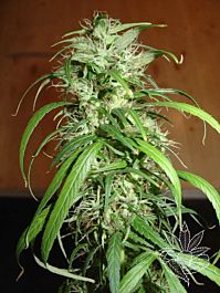 Homegrown Fantaseeds Haze Feminized