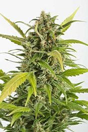 Dinafem Haze Autoflowering CBD Feminized