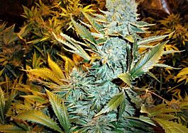 Phoenix Seeds Haze Express Auto Feminized