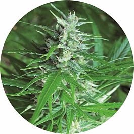 Top Tao Seeds Haze Auto Tao Regular