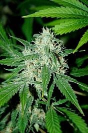 Advanced Seed Banks Haze Mist Feminized