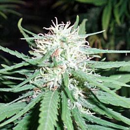 Spliff Seeds Haze No. 1 Regular