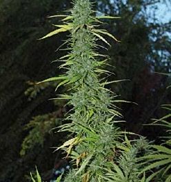 Apothecary Genetics Haze Regular