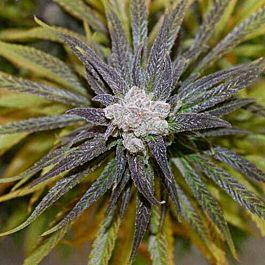 Hazeman Seeds Blowfish Regular