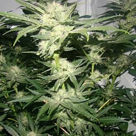 Hazeman Seeds 88 G-13 Hashplant Regular