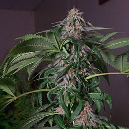 Hazeman Seeds Black Cheese Regular
