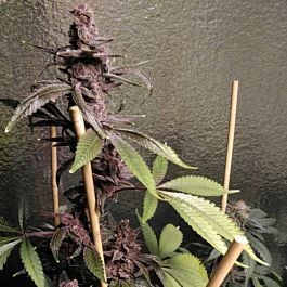 Hazeman Seeds Fat Purple Regular