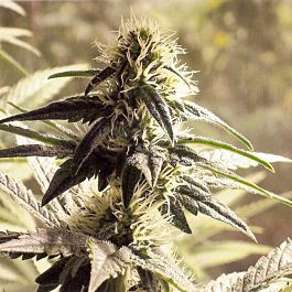 Hazeman Seeds Fugu Kush Regular