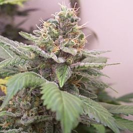 Hazeman Seeds Gangster OG Regular