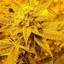 Hazeman Seeds Mikado Regular