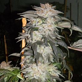 Hazeman Seeds Molikai Kush Regular