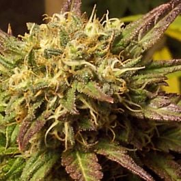 Hazeman Seeds Monkey Balls Regular