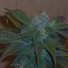 Hazeman Seeds Rocky Mountain High Regular