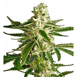 Hazeman Seeds White Tiger Regular