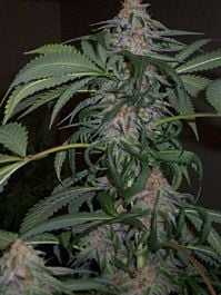 Hazeman Seeds Blue Bubba Regular