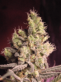 Hazeman Seeds Cheese BX1 Regular