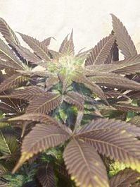 Hazeman Seeds P.O.W. Regular