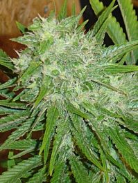 Hazeman Seeds White Grapes Regular