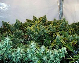 KC Brains Haze Special Regular