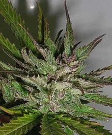 TAYLORD GENETICS Hazy Daze Feminized