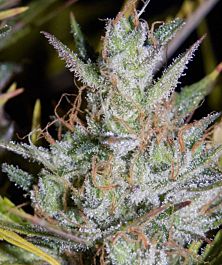 Mephisto Genetics Hubbabubbasmelloscope Auto Feminized