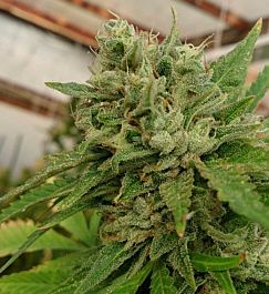 Loud Seeds Headband Feminized