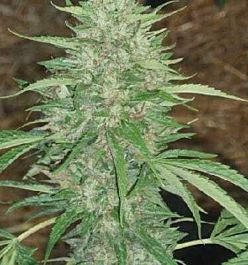 Apothecary Genetics Headband 707 Regular
