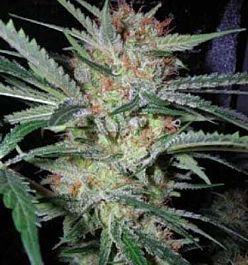 Apothecary Genetics Headband x Pre 88 G13 x Caramel Regular