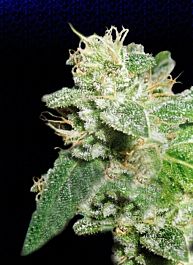 Big Buddha Head Cheese Feminised