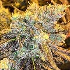 Karma Genetics Headstash Regular