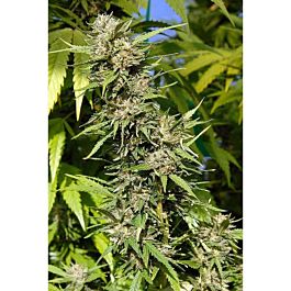 Big Head Seeds Headstone Feminized
