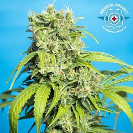 Tropical Seeds Heaven&#8217;s Gate CBD Feminized