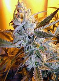 Flash Auto-Flowering Seeds Heaven's Haze Auto Regular