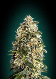 Advanced Seed Banks Heavy Bud Feminized