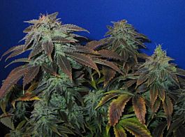 T H Seeds Heavy Duty Fruity Regular