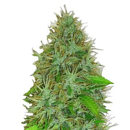 Heavyweight Seeds Fast &amp; Vast Auto Feminized