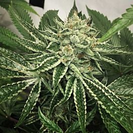 Mosca Seeds Helio OGK Feminized