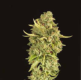 Devils Harvest  Hell's Bells Regular