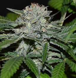 CannaBioGen Hash Fruit Regular