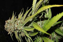 Connoisseur Genetics Seedbank Hey Dave Feminised