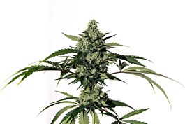 Medical Marijuana Genetics Hiydrow (HY-1) Feminized