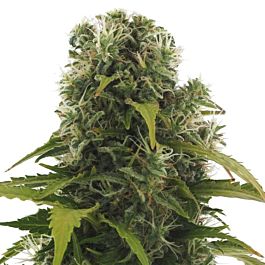 Heavyweight Seeds High Density Auto Feminized