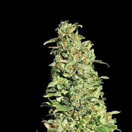 EVA Female Seeds High Level Feminized