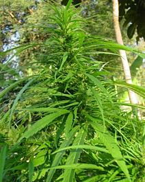 The Real Seed Company Highland Lao Regular