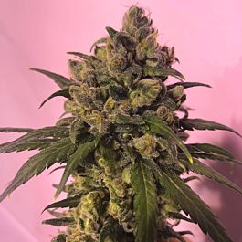 HOTGG Seeds Highlo Feminized