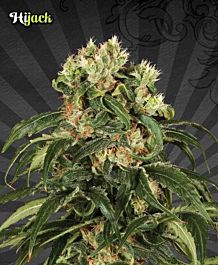 Auto Seeds Hijack Automatic Feminized