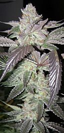 Rare Dankness Seeds HillBilly Armor Regular