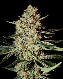 Green House Company Himalayan Gold Feminised