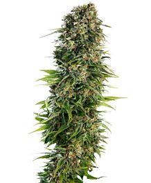 Sensi Seeds Hindu Kush Auto Feminized