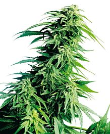 Sensi Seeds Hindu Kush Regular